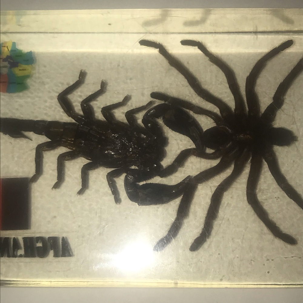 SCORPION AND SPIDER COLLECTABLE - Picture 4 of 4